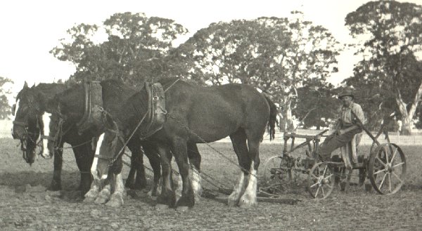 Ploughing Team at Carapook